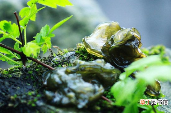 地皮菜能冷冻吗
