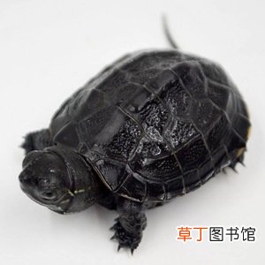 家中养龟的禁忌 墨龟水养还是干养