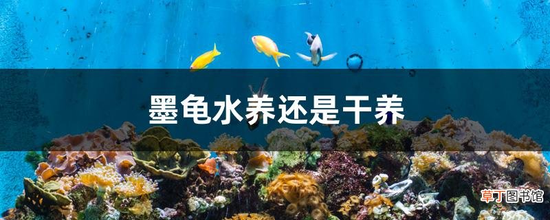 家中养龟的禁忌 墨龟水养还是干养