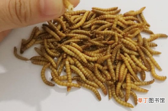 黄粉虫人吃有害处吗