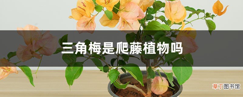 三角梅是爬藤植物吗,怎么扦插生根快