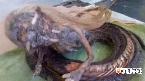 人头蛇身怪物震惊全球,蛇毒凶猛毒死2个捕蛇人员视频