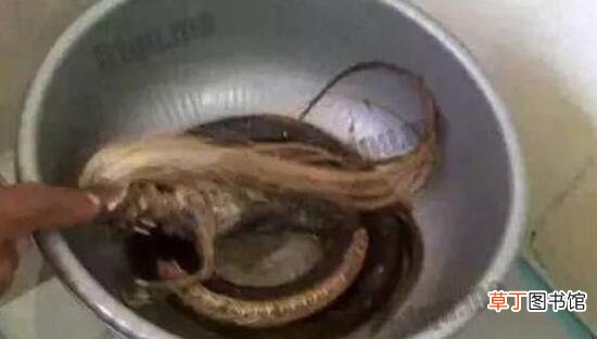 人头蛇身怪物震惊全球,蛇毒凶猛毒死2个捕蛇人员视频