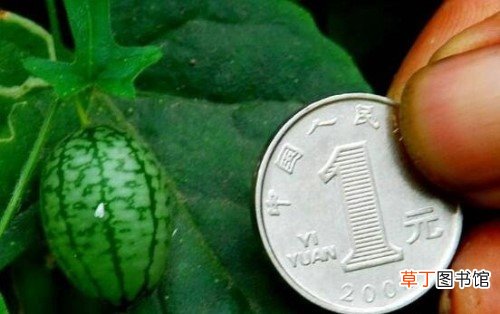 拇指西瓜佩普基诺直径3cm,一口能吃十个180元一斤