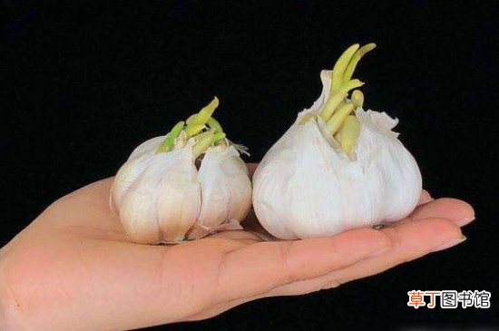 春天怎么防止大蒜发芽