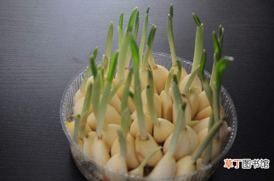 春天怎么防止大蒜发芽