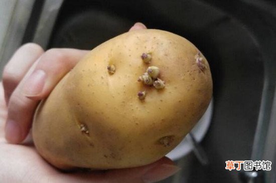 春天怎么防止土豆发芽