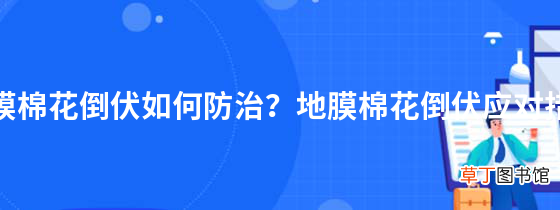 地膜棉花倒伏如何防治？地膜棉花倒伏应对措施