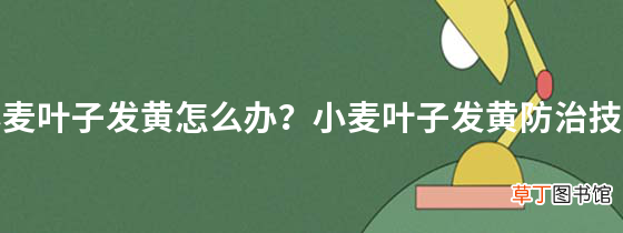 小麦叶子发黄怎么办？小麦叶子发黄防治技巧