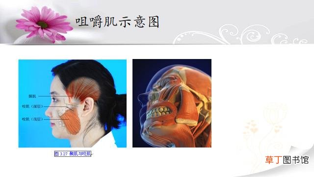 打瘦脸针的三大副作用 打瘦脸针有什么危害