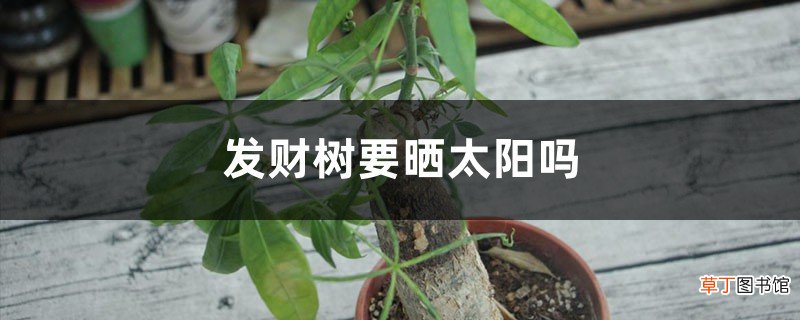 发财树要晒太阳吗,怎么晒太阳