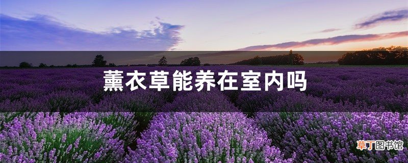 薰衣草能养在室内吗，薰衣草在室内怎么养