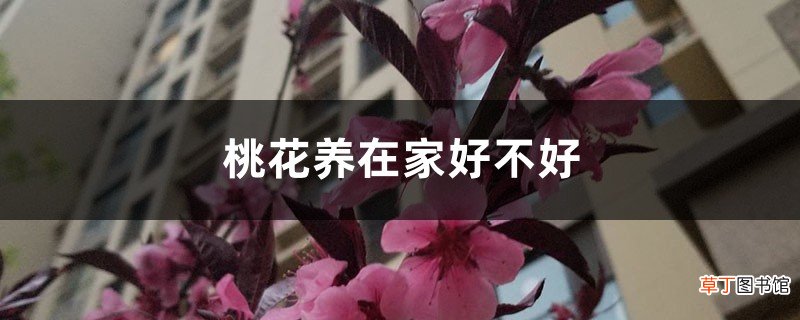 桃花养在家好不好，盆栽桃花怎么养