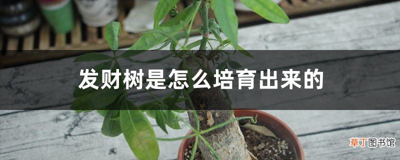 发财树是怎么培育出来的,是嫁接出来的吗
