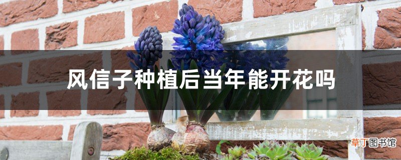 风信子种植后当年能开花吗，风信子开花后还能活吗