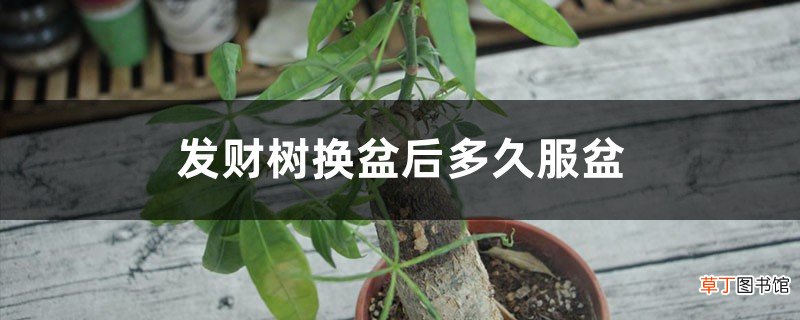 发财树换盆后多久服盆，换盆后叶子都发黄了怎么办