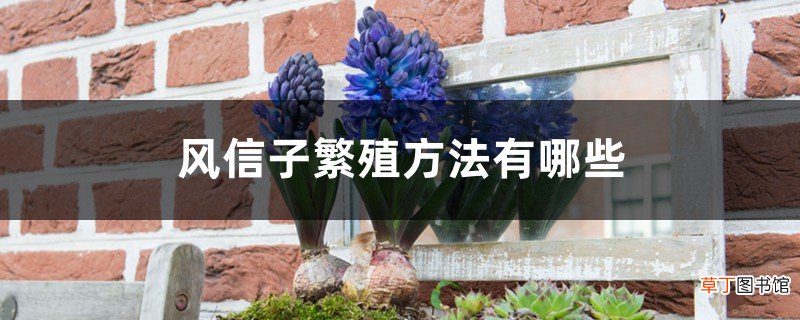 风信子繁殖方法有哪些，风信子好繁殖吗