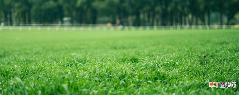 绿草茵茵是什么意思 绿草茵茵是成语吗