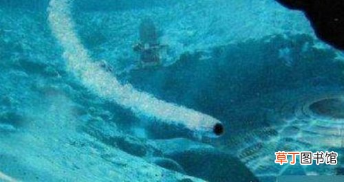 一片漆黑 人类仅探索海底1万米,海底9万米有多恐怖