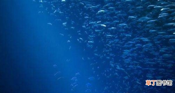 一片漆黑 人类仅探索海底1万米,海底9万米有多恐怖