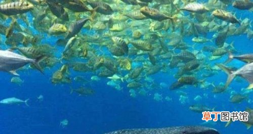 一片漆黑 人类仅探索海底1万米,海底9万米有多恐怖