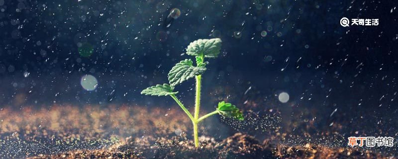 蒙蒙细雨还是濛濛细雨 蒙蒙细雨和濛濛细雨区别