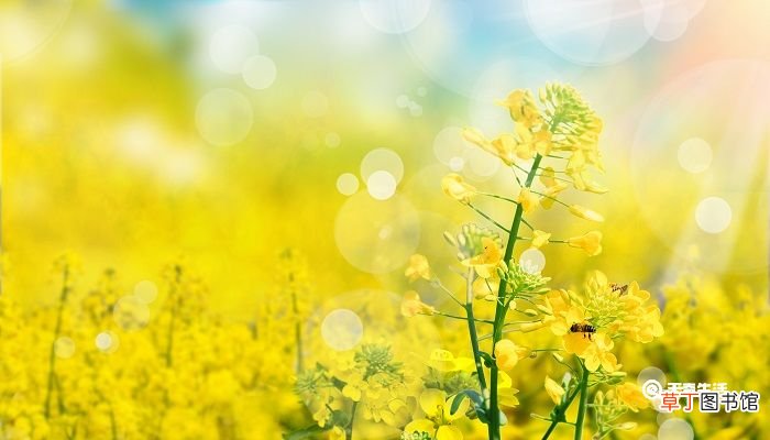 天涯何处无芳草下一句 天涯何处无芳草下一句怎么说