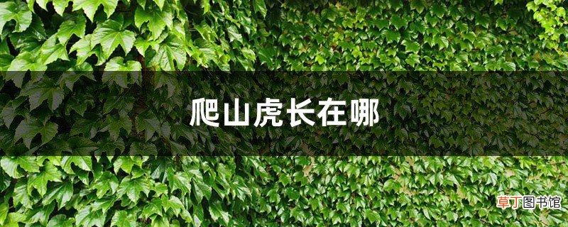 爬山虎长在哪，可以在北方过冬吗