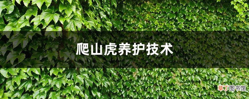 爬山虎养护技术,需要经常浇水吗