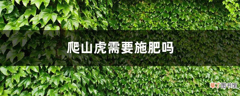 爬山虎需要施肥吗，什么时间施肥