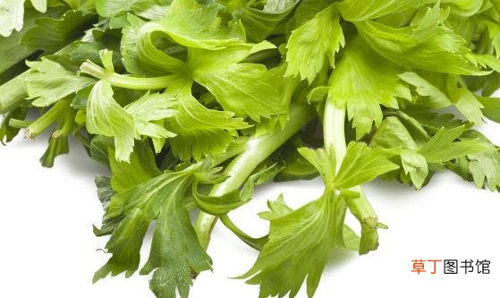 常吃芹菜养血补虚 低血压脾胃虚弱的人不宜吃