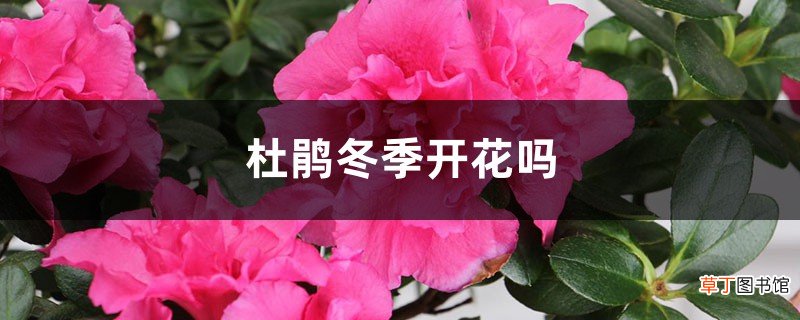 杜鹃冬季开花吗，冬季适合多少度