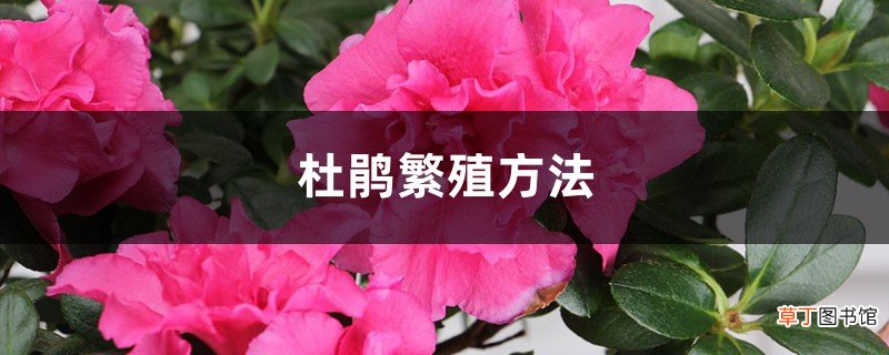 杜鹃繁殖方法，怎么扦插成活率高