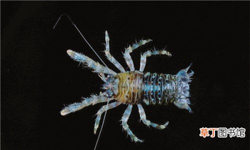 深海热泉铠甲虾,生存在海洋底部形态特殊