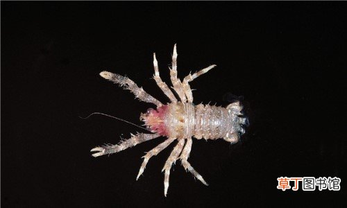 深海热泉铠甲虾,生存在海洋底部形态特殊