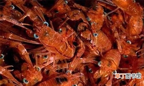 深海热泉铠甲虾,生存在海洋底部形态特殊