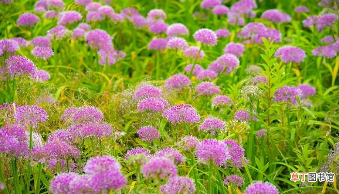 空有持花梦不是持花人是什么意思 空有持花梦不是持花人出自哪里