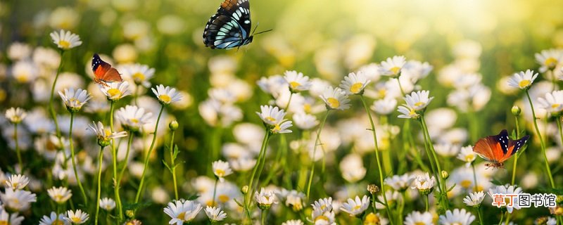 空有持花梦不是持花人是什么意思 空有持花梦不是持花人出自哪里