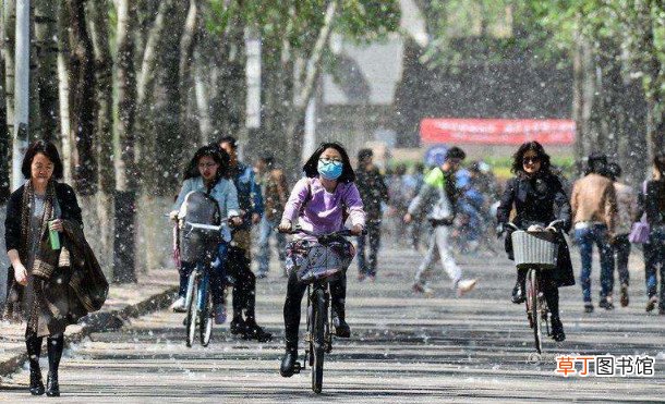 造成毛絮过敏的原因 南京梧桐毛絮雨大爆发