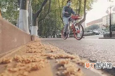 造成毛絮过敏的原因 南京梧桐毛絮雨大爆发