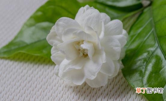 茉莉花能改善生活中的身体不适 关于茉莉花的药用功效