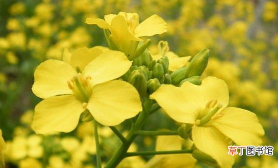 油菜花粉能有效预防疾病 油菜花粉的食用注意事项