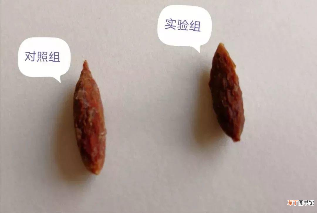 不小心吞了枣核怎么办-枣核吞下去了有事吗