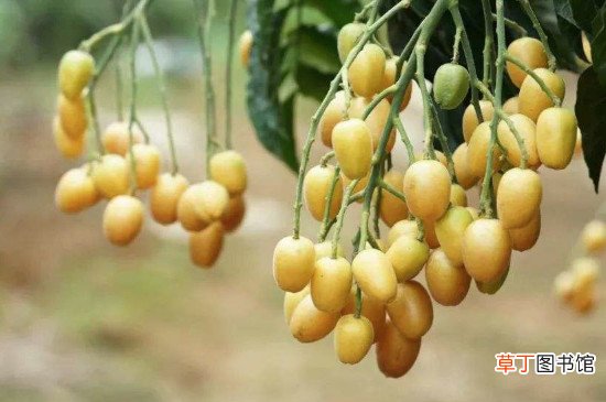黄皮果不能和什么一起吃