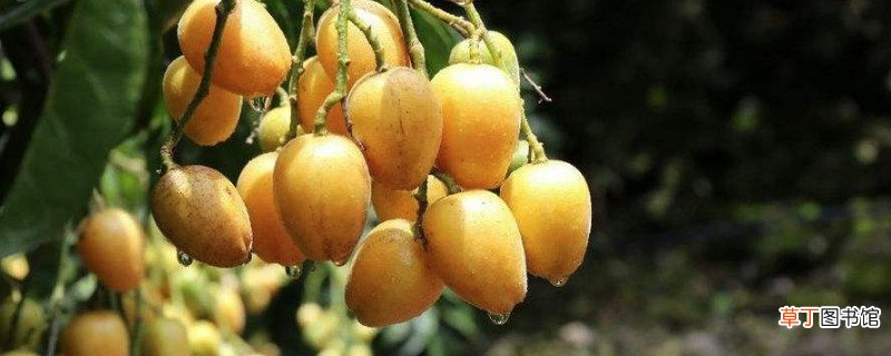 黄皮果不能和什么一起吃