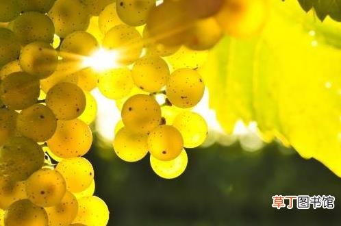 孕期有益水果 孕早期水果食谱推荐