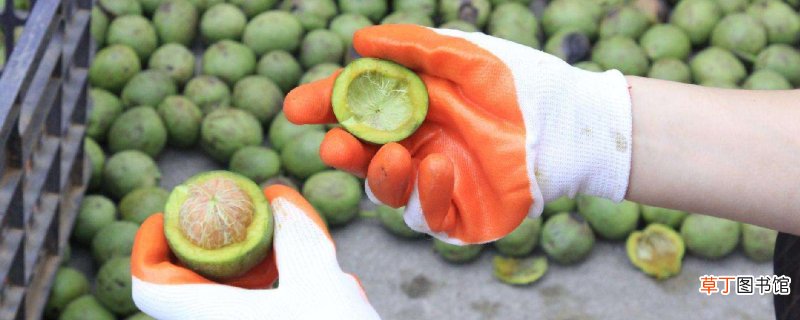 新鲜核桃可以冷冻保存吗