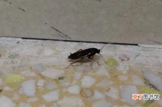 除蟑螂小妙招怎么快速灭蟑螂