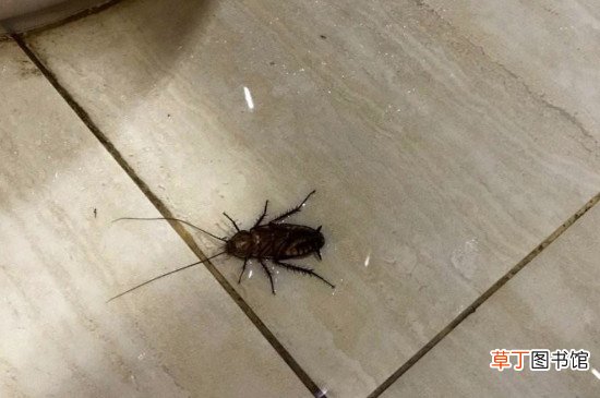除蟑螂小妙招怎么快速灭蟑螂
