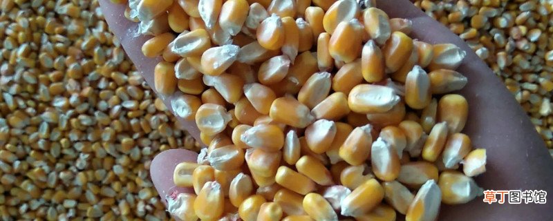 玉米粒怎么冷冻保存